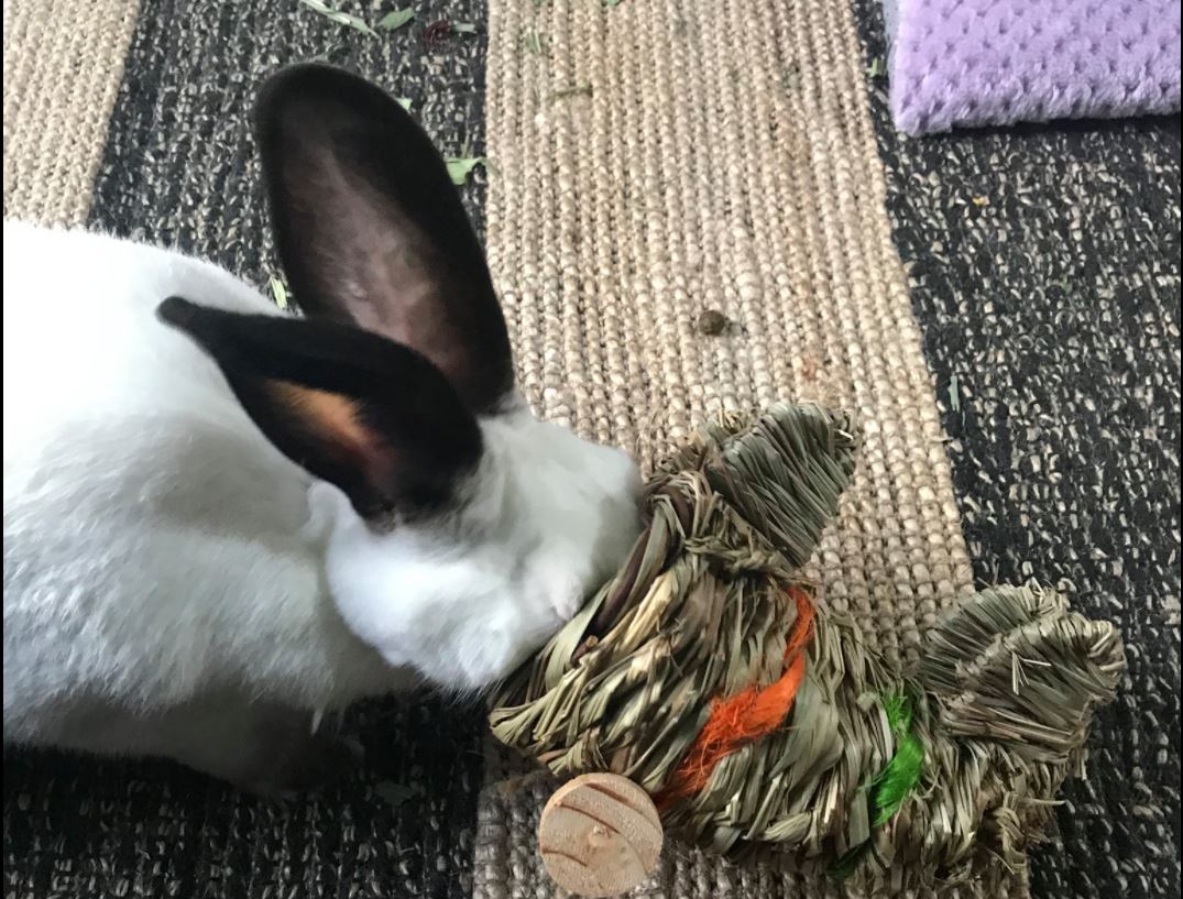 Rabbit chewing on toy