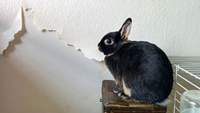 Photo of destroyed wallpaper from a rabbit.
