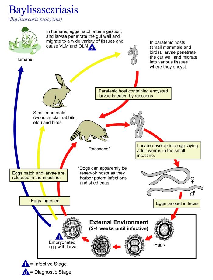 Racoon Roundworm info graphic