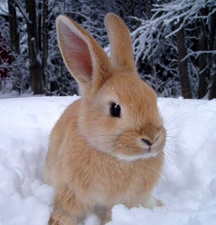 Photo of a Bunny in the Snow