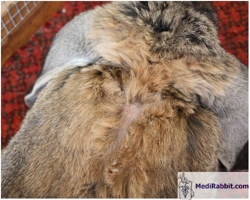 photo of fur mites on the back of a neck