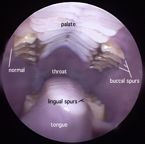 Molar spurs can be a cause for aggression in rabbits due to them being in pain