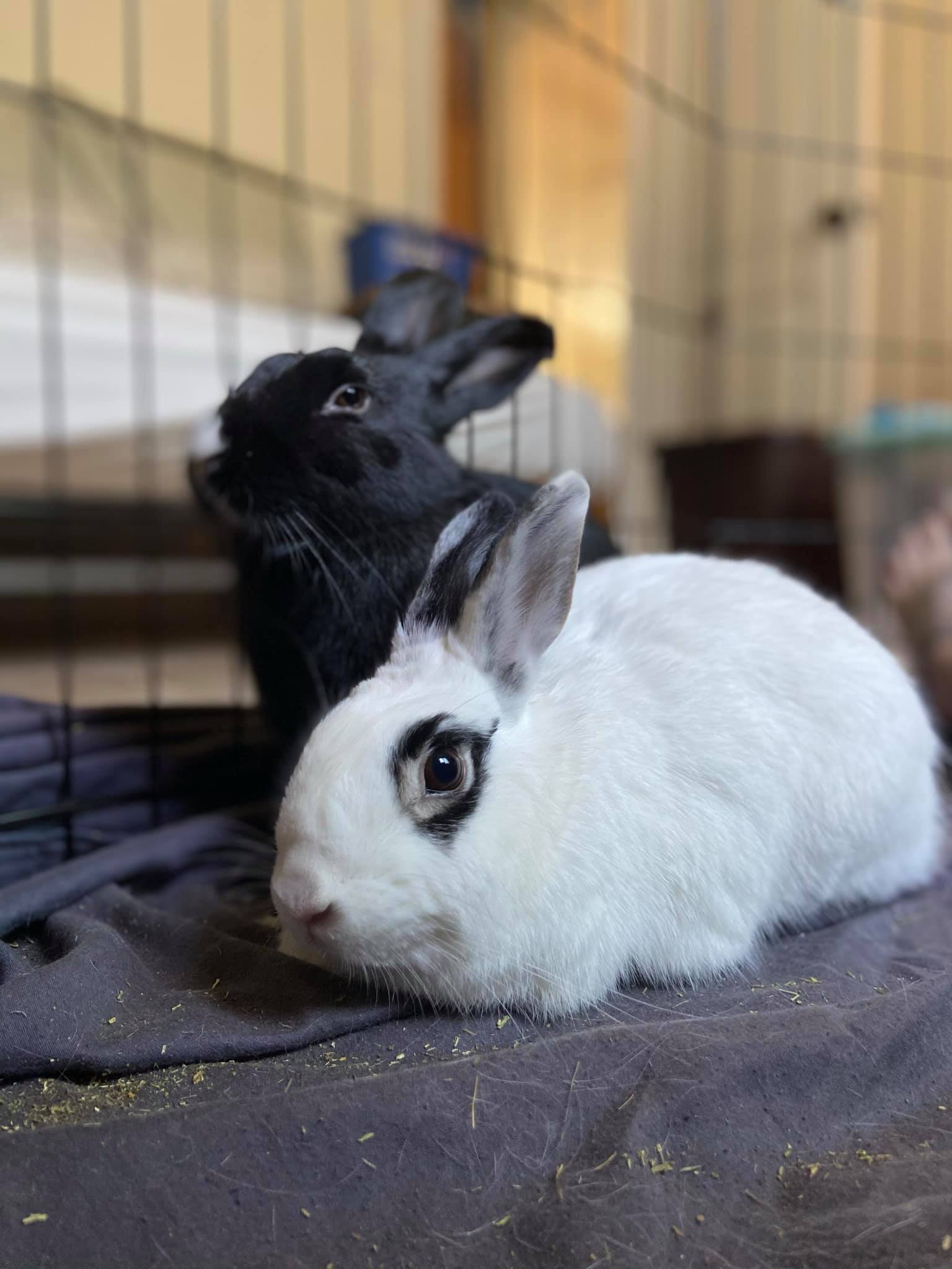 Photo of successful bunny pairing