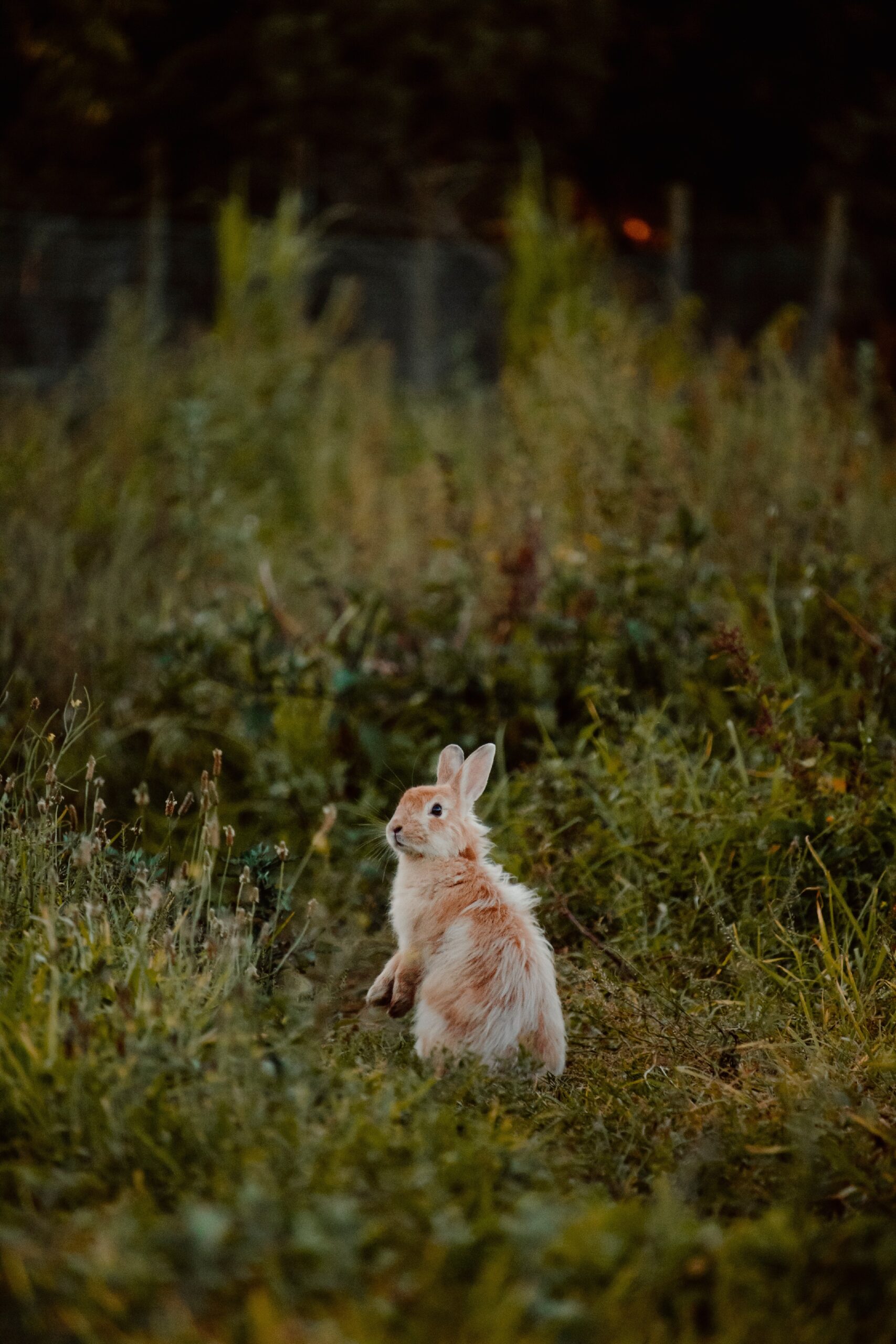 Domestic rabbit photographed to look wild.