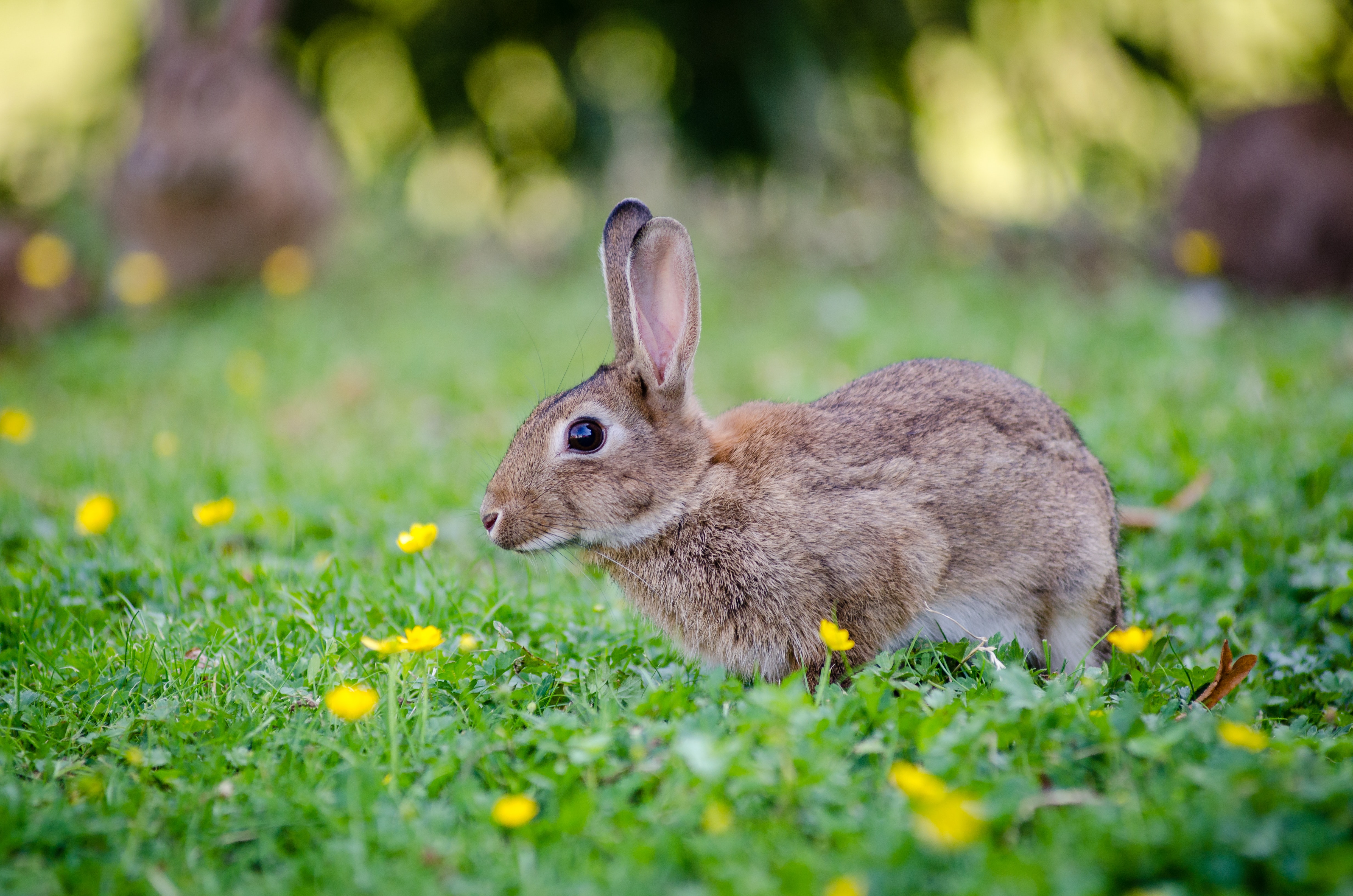 Photo of a Wild Rabbit