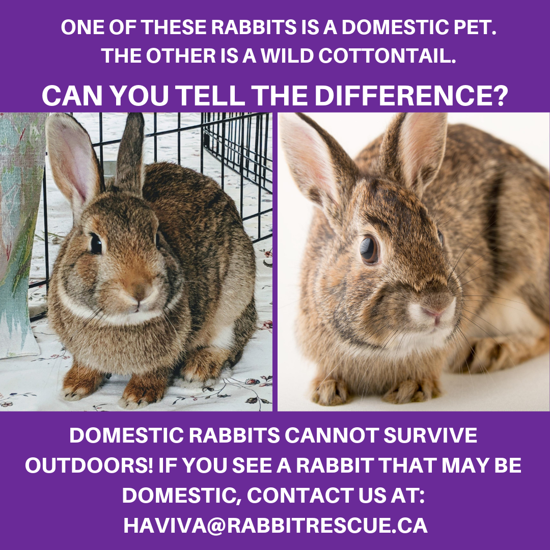 Photo of a domestic and wild rabbit that look very similar