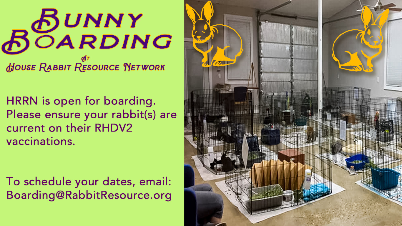 Bunny Boarding at HRRN