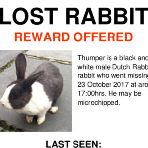 Lost Rabbit Flyer Cropped