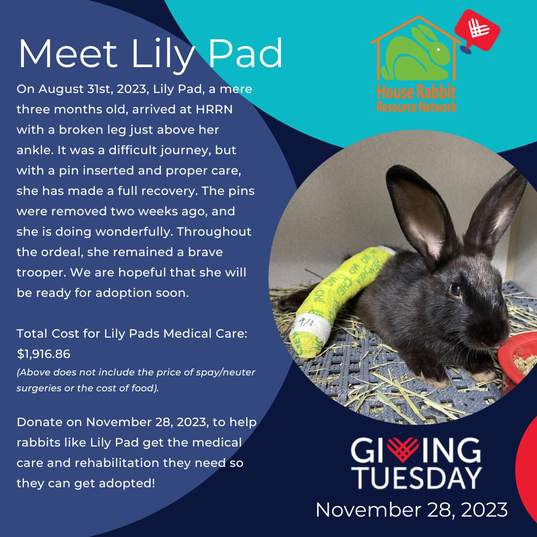 #GivingTuesday2023 Meet Lily Pad