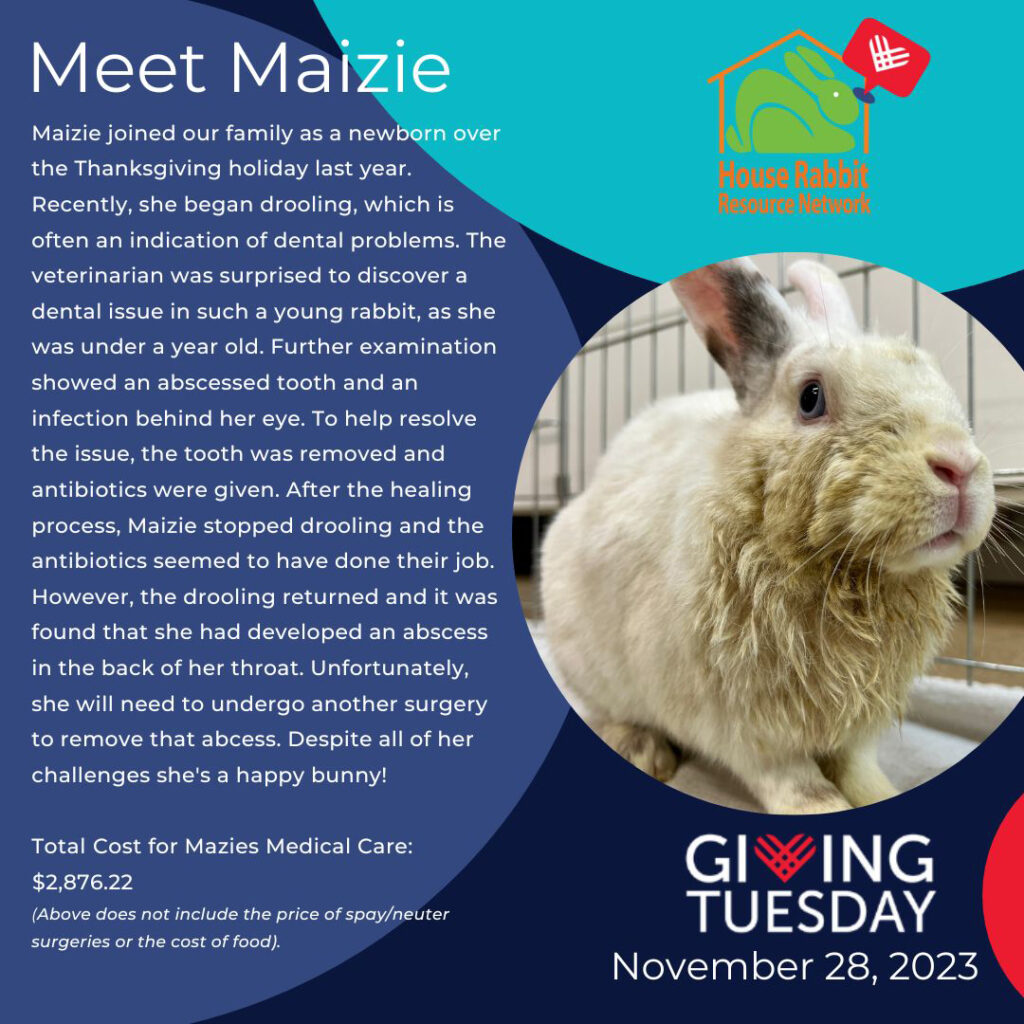#GivingTuesday2023 Meet Maizie
