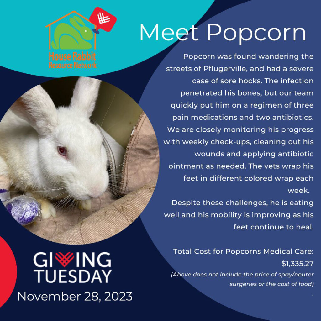 #GivingTuesday2023 Meet Popcorn