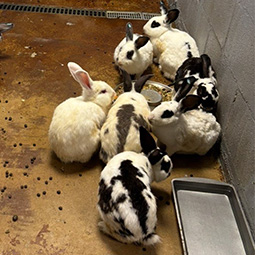 2025 Hoarding Rescue