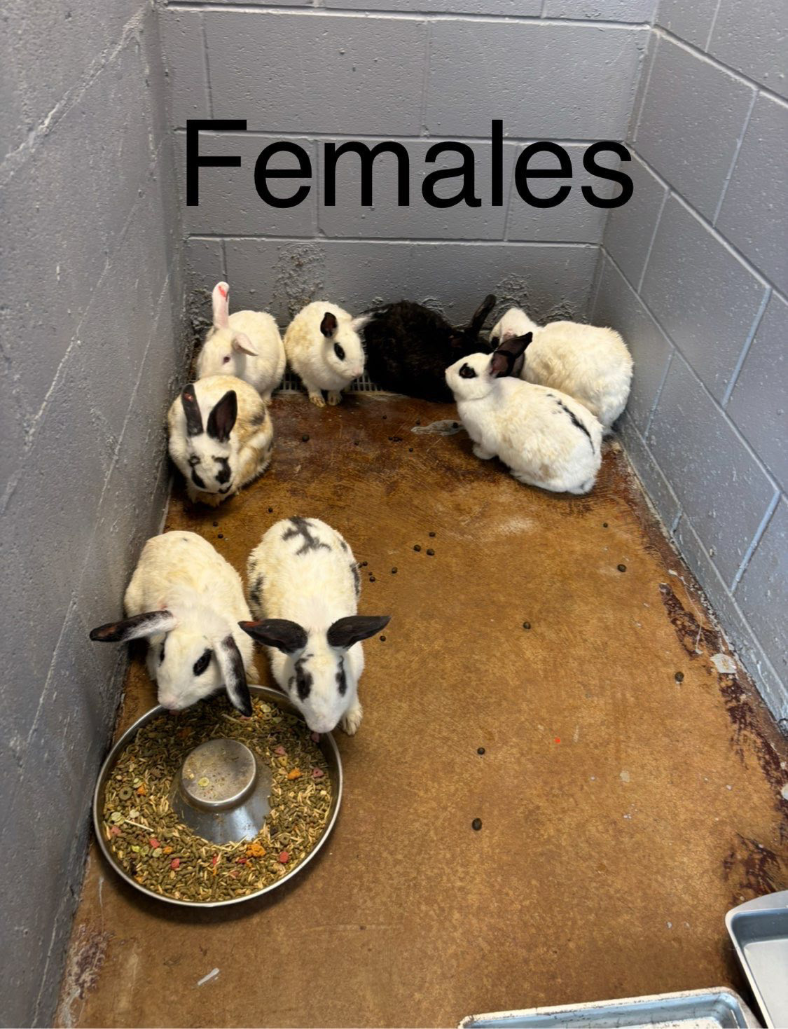 Saving the Bunnies – House Rabbit Resource Network