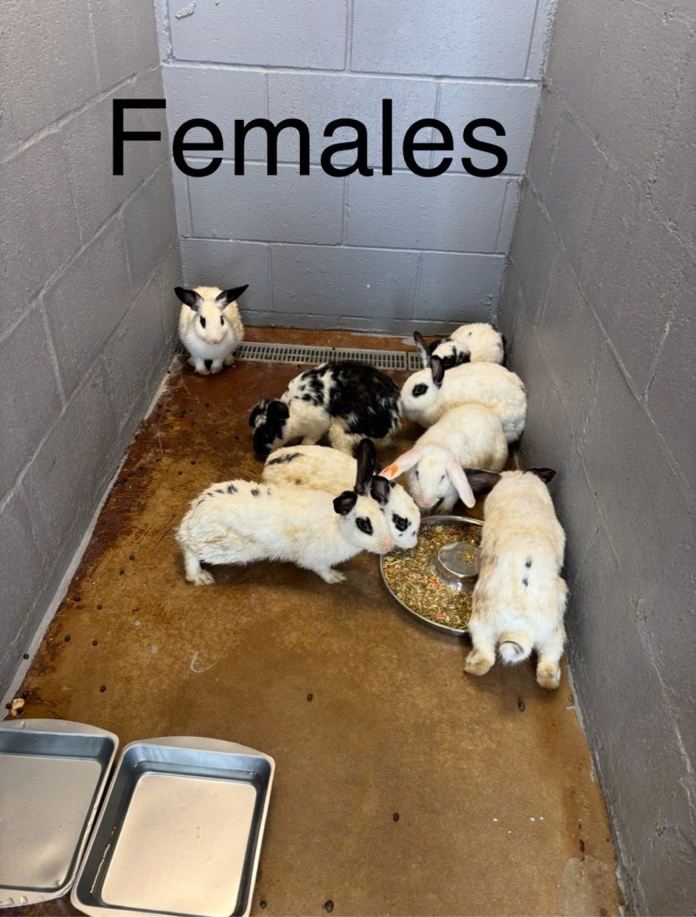 2025 Hoarding Rescue