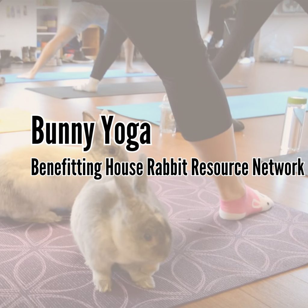 Bunny Yoga